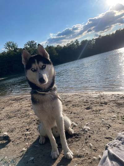 Hundetreffen-Gemeinsam gassi gehen und spielen-Bild