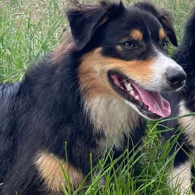 Hundetreffen-Spielrunde-Bild