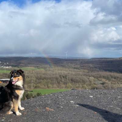 Hundetreffen-Spielrunde-Bild