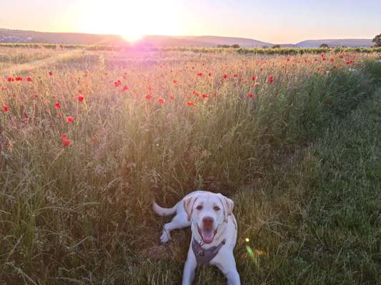 Die Dogorama Monats Challenge "Es grünt und blüht"-Beitrag-Bild