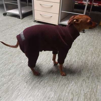 Wo sind die Zwergpinscher?-Beitrag-Bild