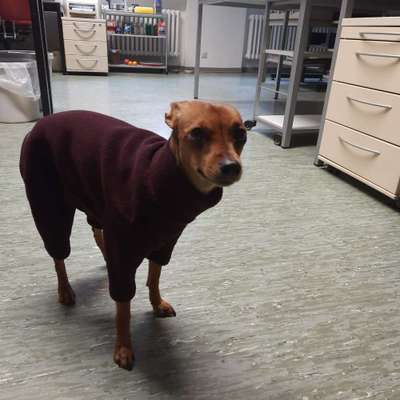 Wo sind die Zwergpinscher?-Beitrag-Bild