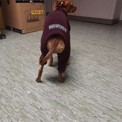 Wo sind die Zwergpinscher?-Beitrag-Bild