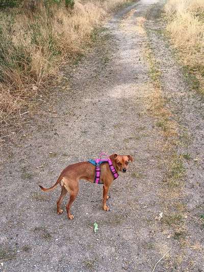 Wie sitzt mein Geschirr?-Beitrag-Bild