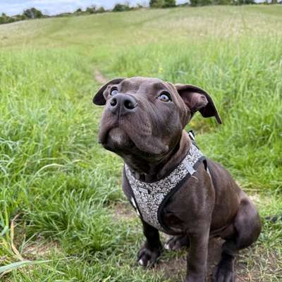 Hundetreffen-Welpentreffen Erfurt-Bild