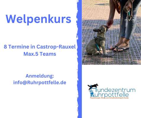 Hundetreffen-Welpenkurs ab dem 22.01.23 in-Bild