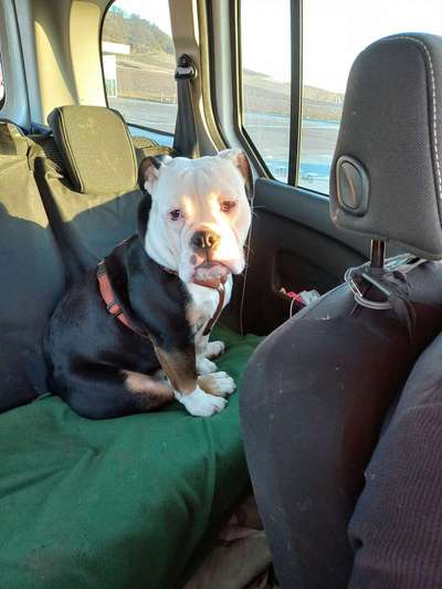 Welpen Bilder !-Beitrag-Bild