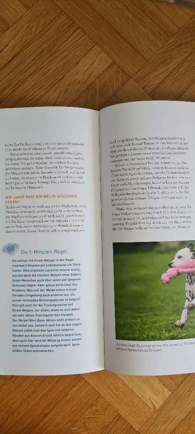 Junghund: Gassi gehen-Beitrag-Bild