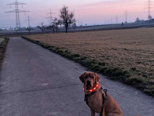 Hundetreffen-Spielen in Frankenbach-Bild