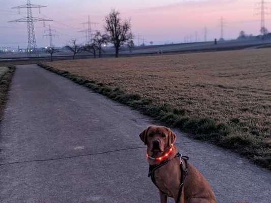 Hundetreffen-Spielen in Frankenbach-Bild