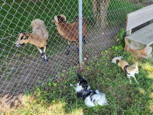 Hundetreffen-Gemeinsame Gassirunde - Hunde-Sozialisierung-Bild