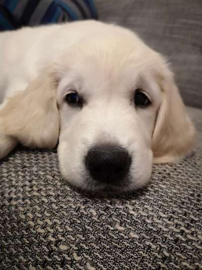 Welpen Bilder !-Beitrag-Bild