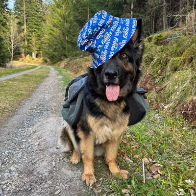 Hundetreffen-Social Walk und bei Sympathie auch Spiel-Bild