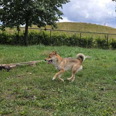 Hundetreffen-Shiba Inu Treffen Garbsen-Bild