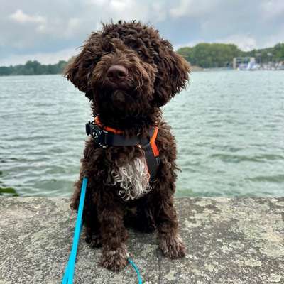 Hundetreffen-Neu in Lörrach & auf der Suche nach netten Hundebegnungen-Bild