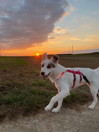 Die wunderschöne Welt mit Hund.-Beitrag-Bild