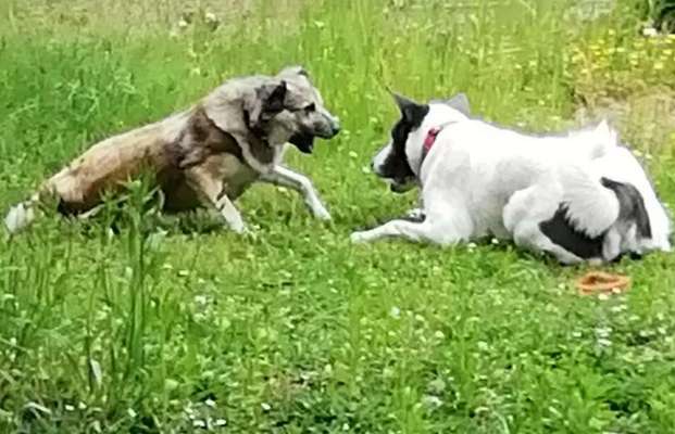 Die Dogorama Monats Challenge "Es grünt und blüht"-Beitrag-Bild