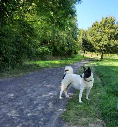 TierschutzhundeStammtisch🐕-Beitrag-Bild