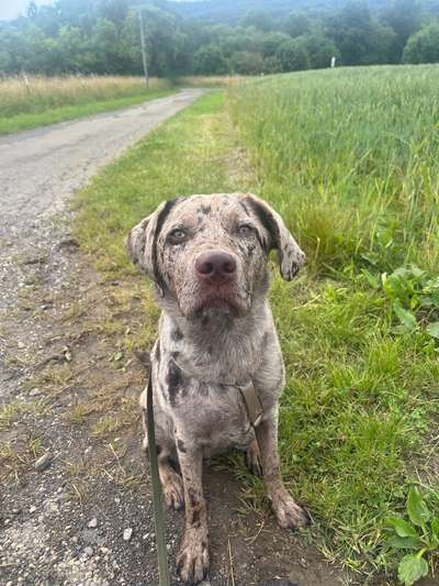 Hundetreffen-Social Walk Partner gesucht-Bild