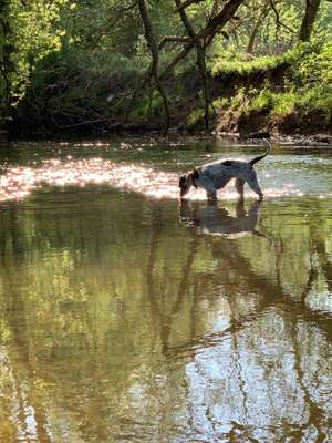 Hundeauslaufgebiet-An der Itz-Bild