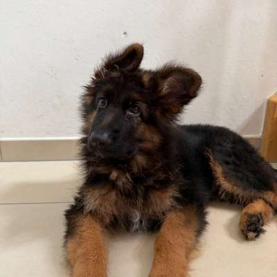 Hundetreffen-Suchen dringend Spielgefährten für Ayck-Bild