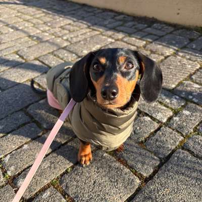 Hundetreffen-Spielgefährten & Gassirunden-Bild