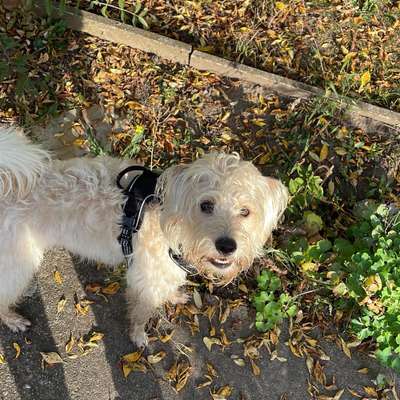 Hundetreffen-Gassirunde/ Spielgruppe in Stadtfeld-Bild