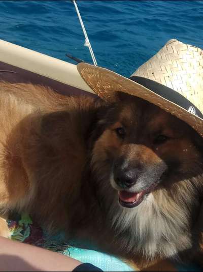 Dogorama Photo Challenge - Tierischer Urlaub-Beitrag-Bild