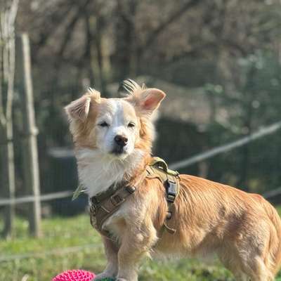 Hundetreffen-Trainingsgruppe Hundebegegnungen-Bild