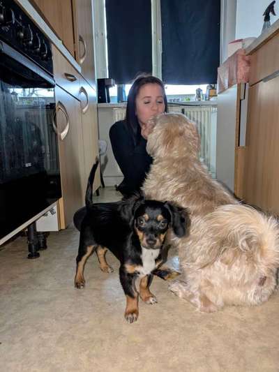 Hundetreffen-Mini Hunde Freunde gesucht-Bild