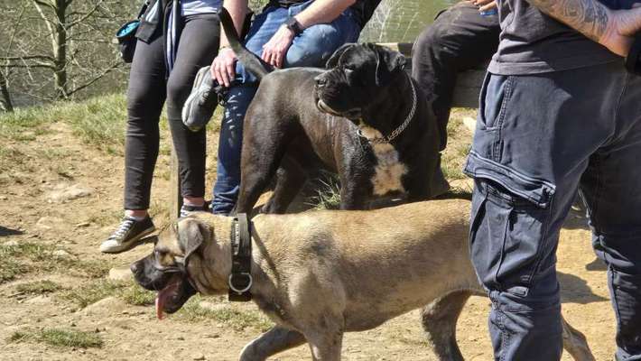 Hundetreffen-Alle sind herzlich eingeladen zum spieltreff am Kemnader See-Bild