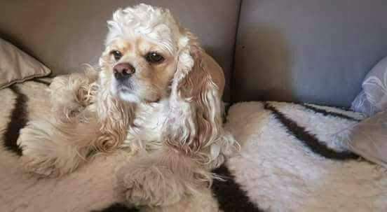 Dogorama Photo Challenge - Hundeblick zum hinschmelzen-Beitrag-Bild