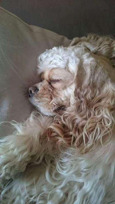 Zeigt mir die tollste Nahaufnahme von eurer Fellnase-Beitrag-Bild