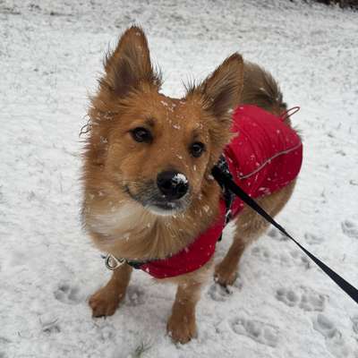 Hundetreffen-Spielfreund gesucht-Bild