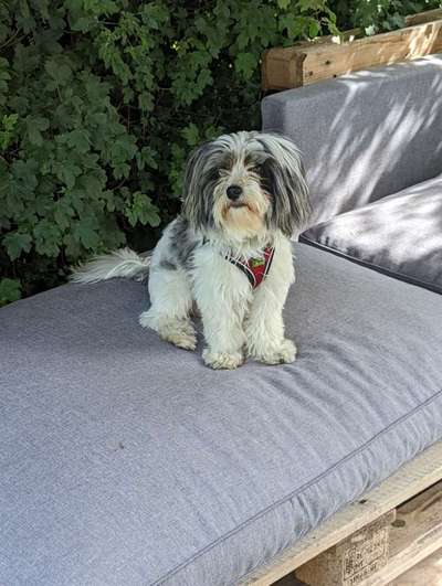 Biewer Yorkshire Terrier-Beitrag-Bild