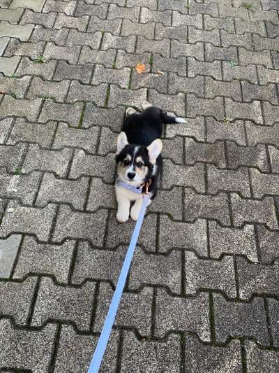 Corgis und ihre persönlichen Hofangestellten-Beitrag-Bild