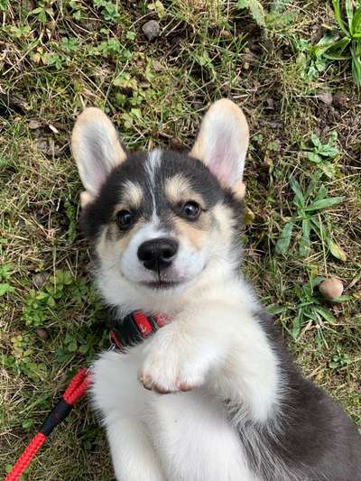 Welpen Bilder !-Beitrag-Bild