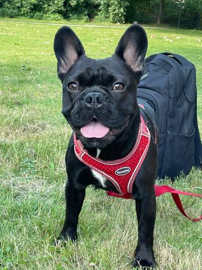 Hundetreffen-Frenchie Spielzeit 🥰-Bild