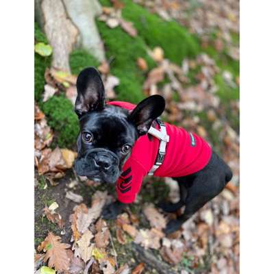 Französische Bulldoggen-Beitrag-Bild