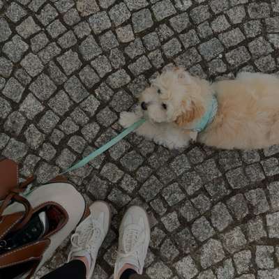 Hundetreffen-Hunde Begegnungen mit Eddy-Bild