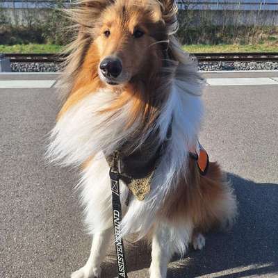 Hundetreffen-Gemeinsam spazieren :)-Bild