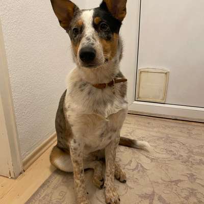 Hundetreffen-Spaziergängs- oder Trainibgspartner gesucht-Bild