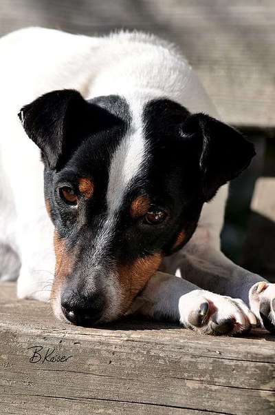 Ratonero Bodeguero Andaluz-Beitrag-Bild