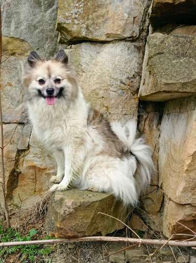 Aufgeregten Hund Ruhe beibrigen?-Beitrag-Bild