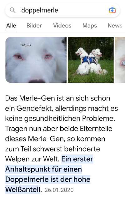 Welpen und Kinder-Beitrag-Bild