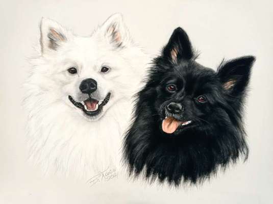 Hunde in Öl-Beitrag-Bild