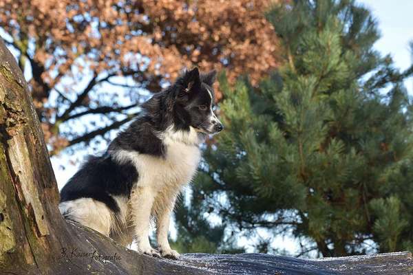 Fotografie / Hundefotografie-Beitrag-Bild