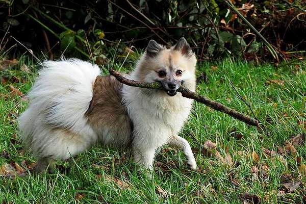 Reinrassige Hunde?-Beitrag-Bild