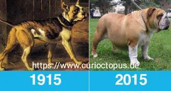 Brachycephale Hunderassen-Beitrag-Bild