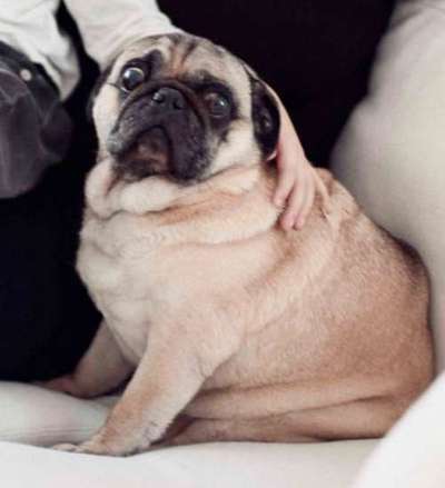 Brachycephale Hunderassen-Beitrag-Bild